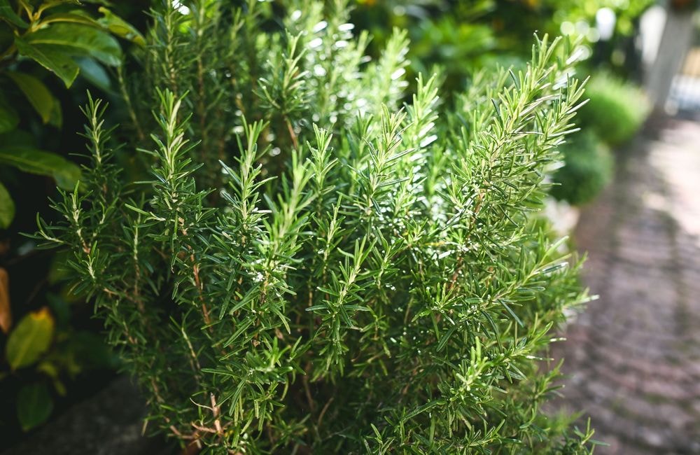 Tout savoir sur la culture du romarin pour un jardin aromatique au top