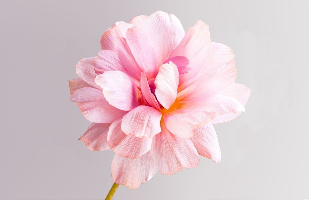 Comment prolonger la floraison des fleurs ?