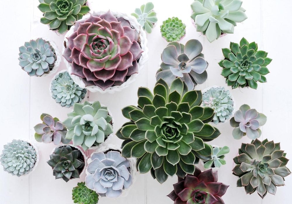 6 plantes faites pour survivre à la chaleur cet été