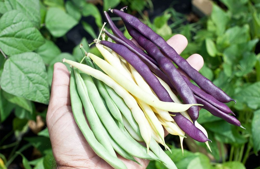 Comment avoir de bons haricots verts ?