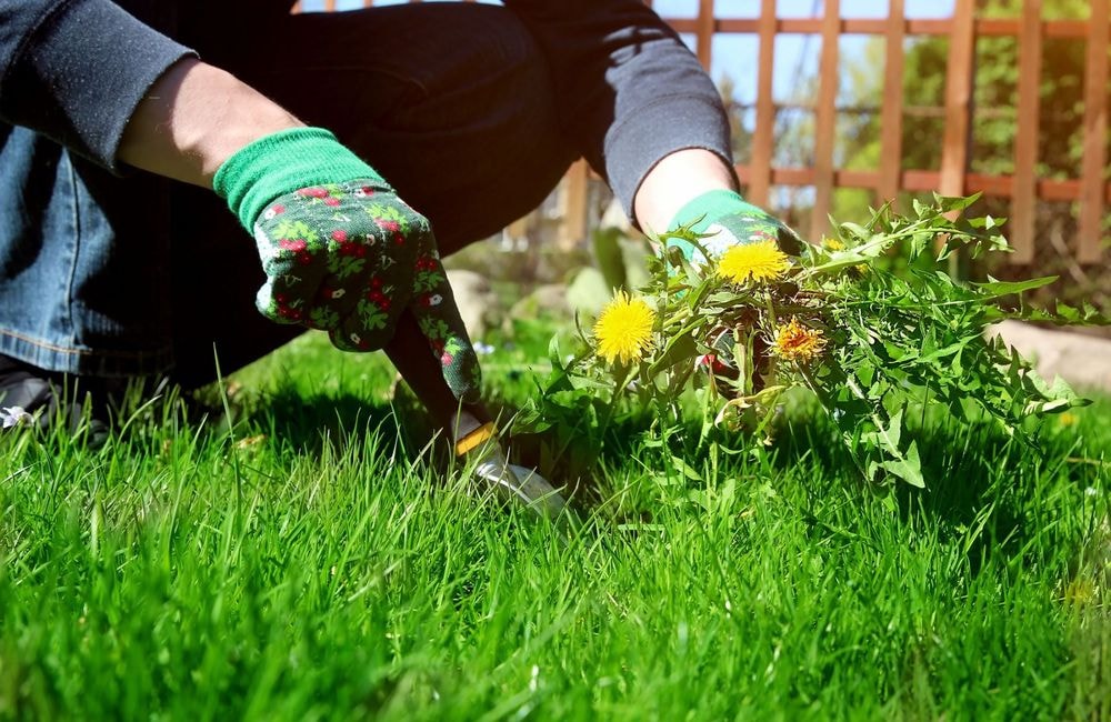 Quelle est la meilleure période pour utiliser un désherbant naturel ?