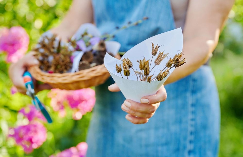 Quand et comment récolter les graines de fleurs ?