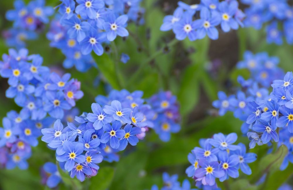 Comment planter, semer et entretenir le myosotis pour un printemps fleuri ?