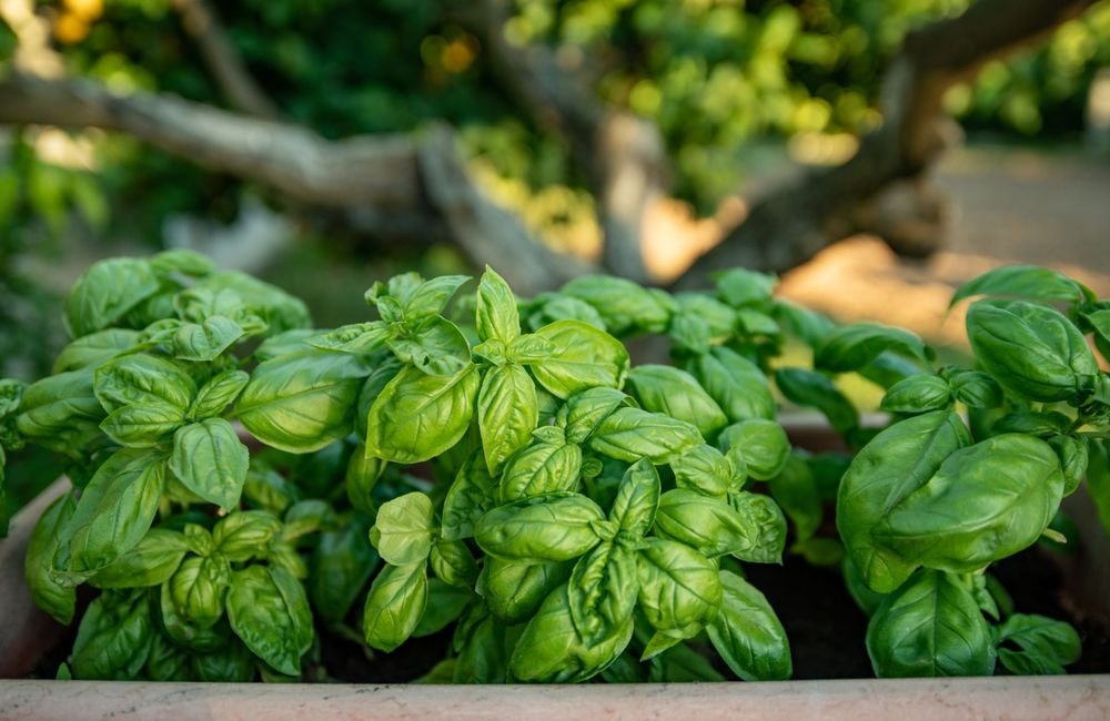 Cette astuce vous permettra de sauver un plant de basilic