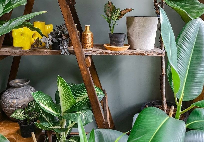 Canicule : 5 plantes d’intérieur pour garder votre maison fraîche
