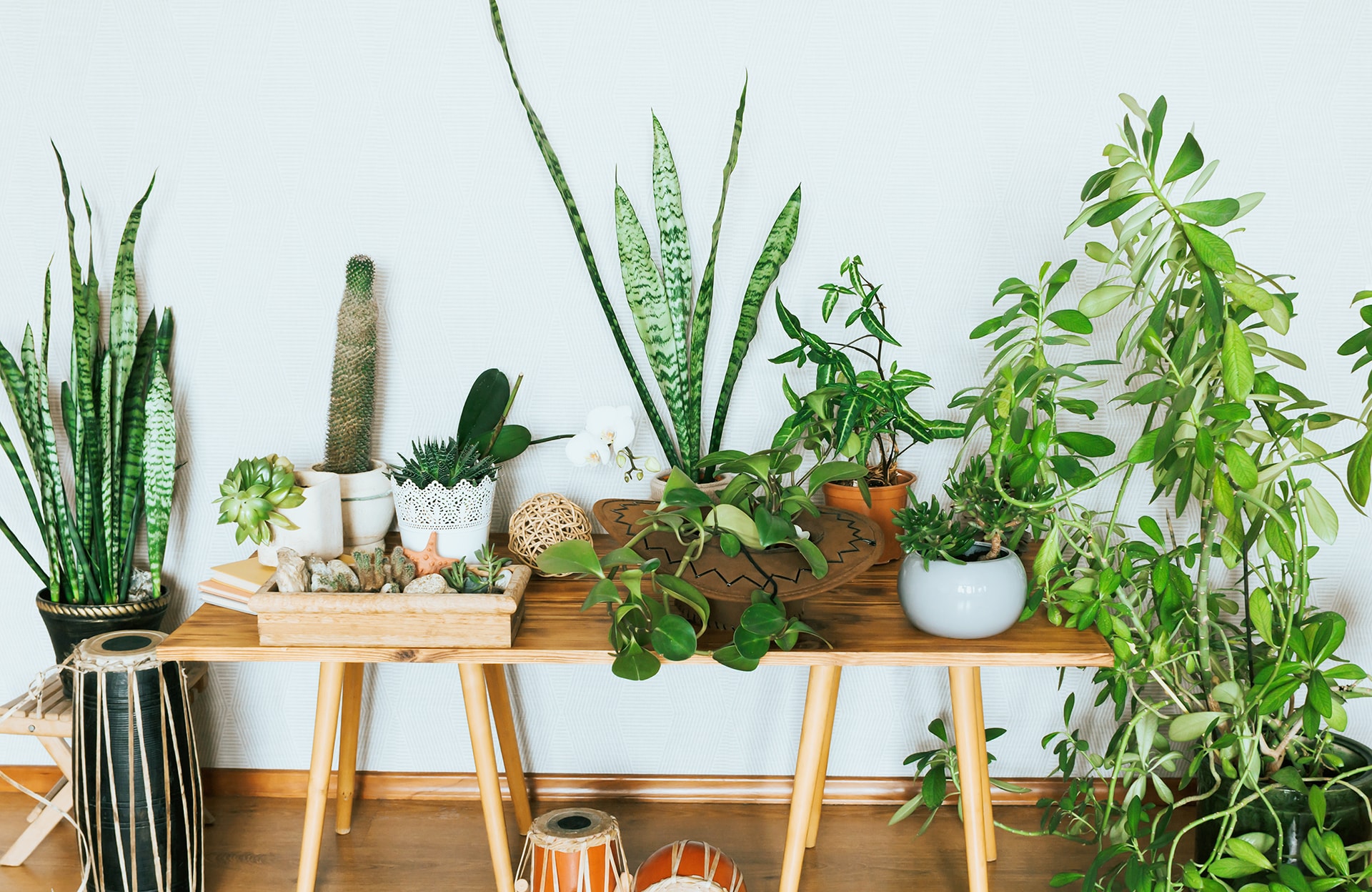Gel d’arrosage maison : l’astuce imparable pour arroser nos plantes pendant nos vacances