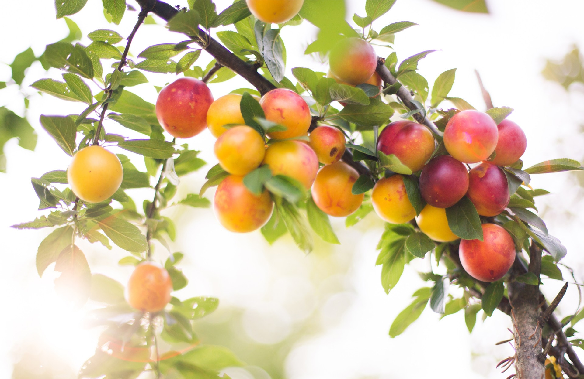 Comment avoir de belles mirabelles dans son verger ?