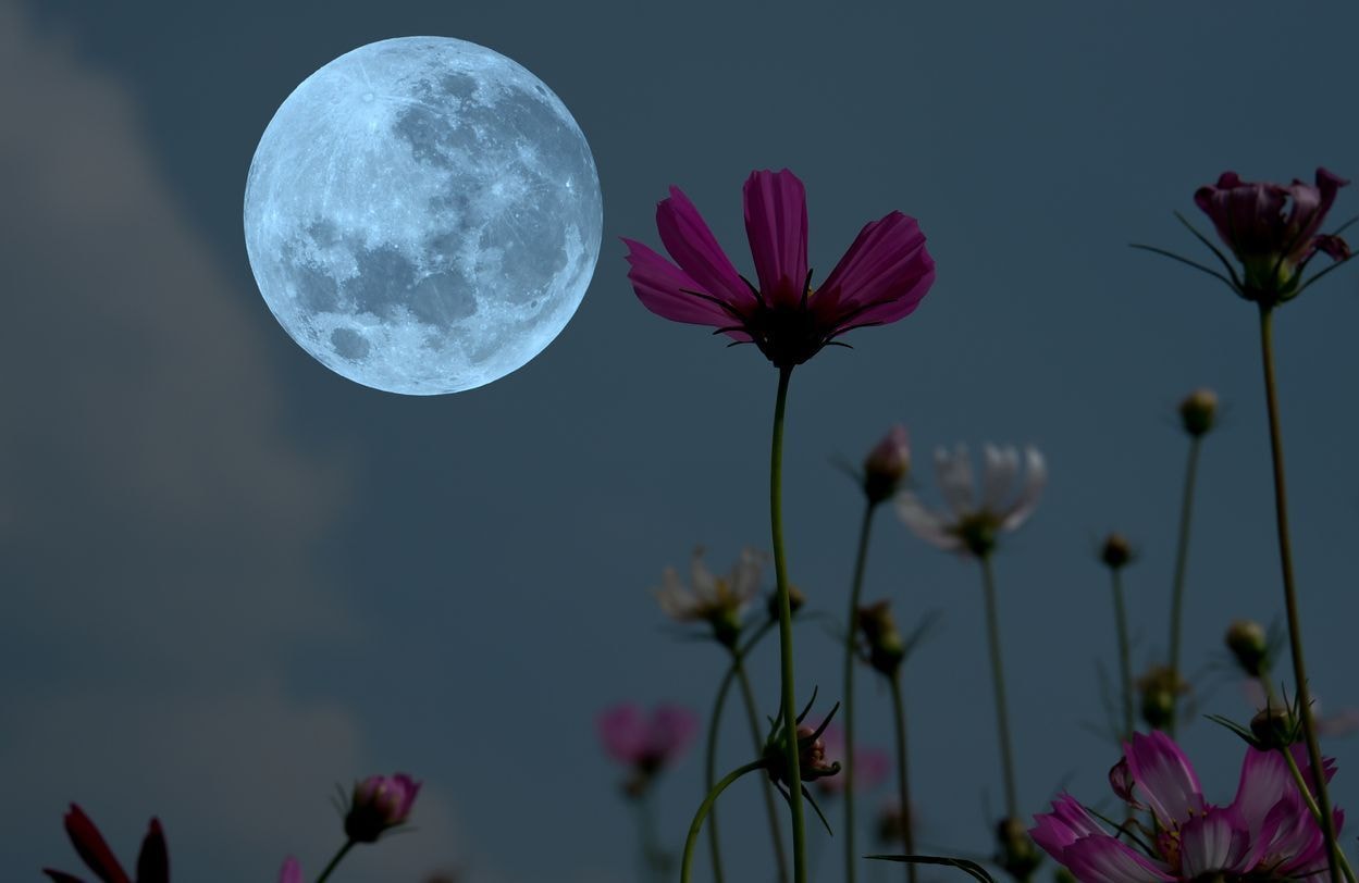 Jardiner avec la lune en août 2023