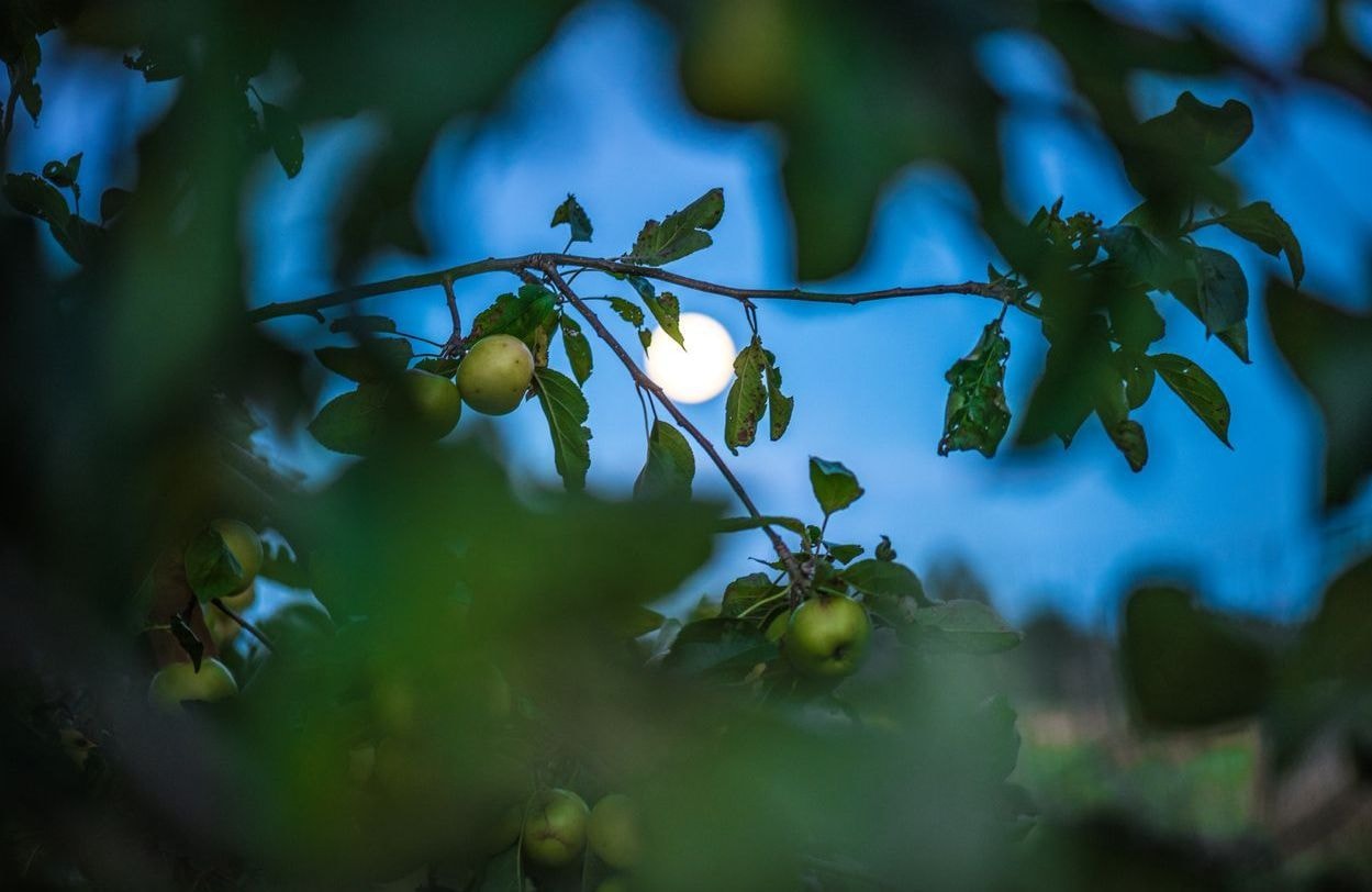 Jardiner avec la lune en septembre 2023