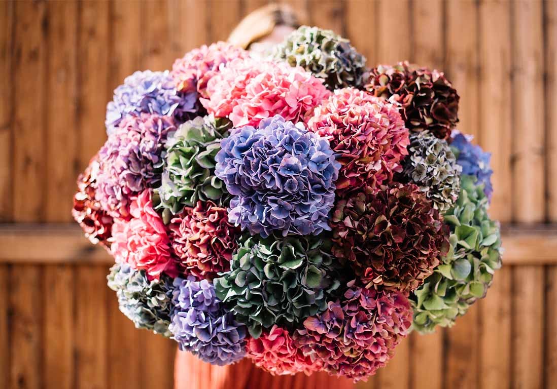 Comment composer un bouquet avec des hortensias séchés ?