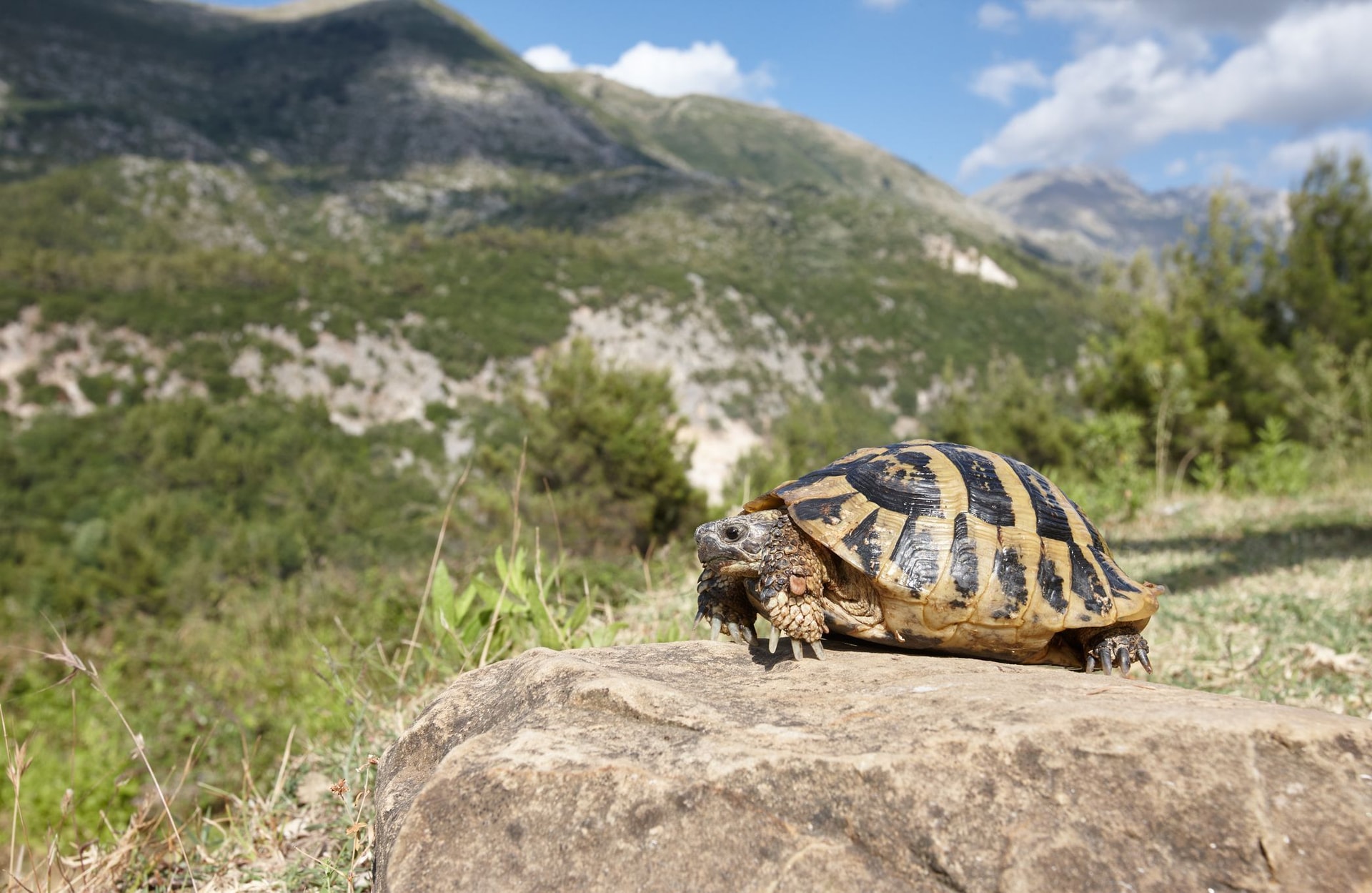 Face au « Loto de la biodiversité », des associations environnementales partagées