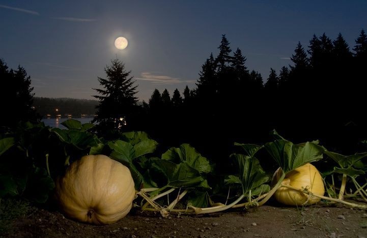 Jardiner avec la lune en octobre 2023