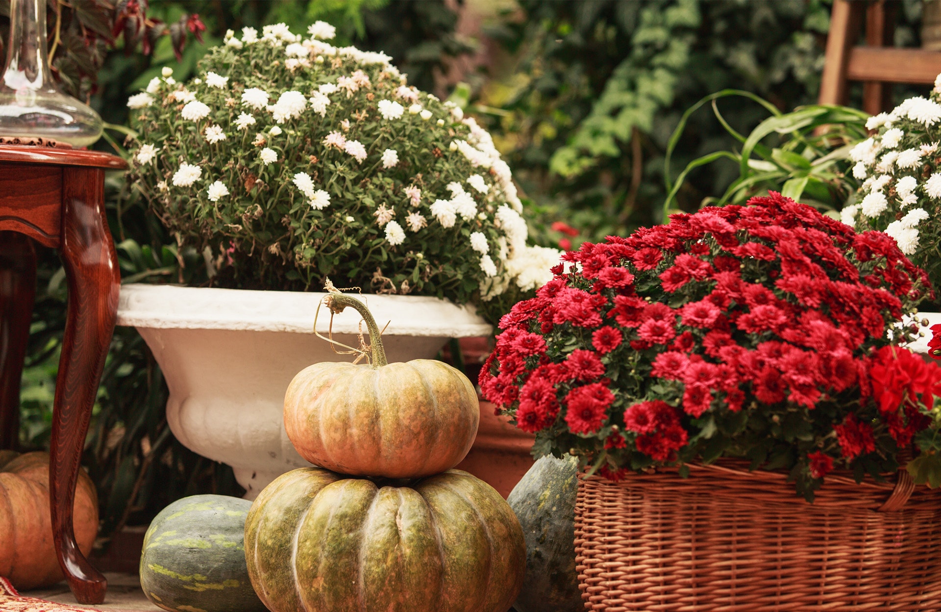 Le chrysanthème, osez le cultiver pour la décoration
