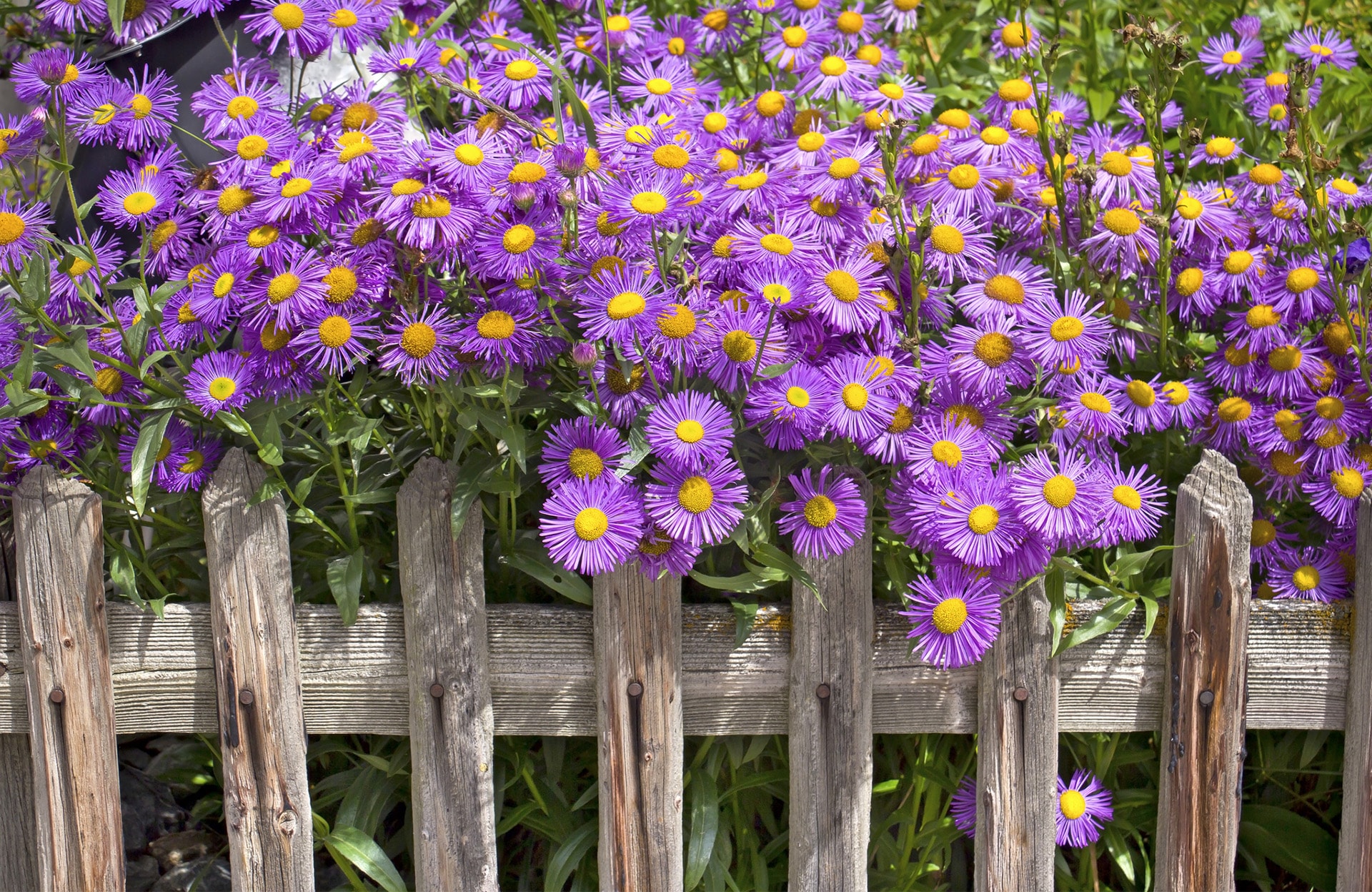 Les asters pour illuminer le jardin en automne