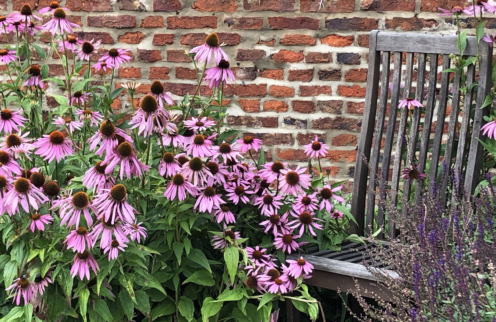 Les échinacées pour prolonger l’été au jardin