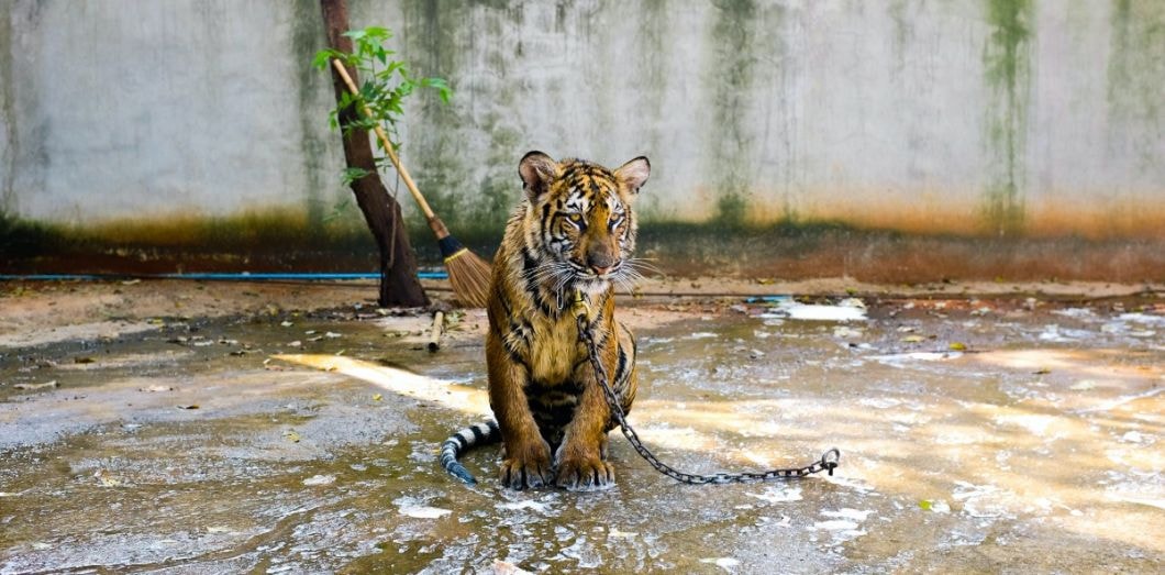 «Triste Tigre», un livre charnière dans la littérature de l’inceste