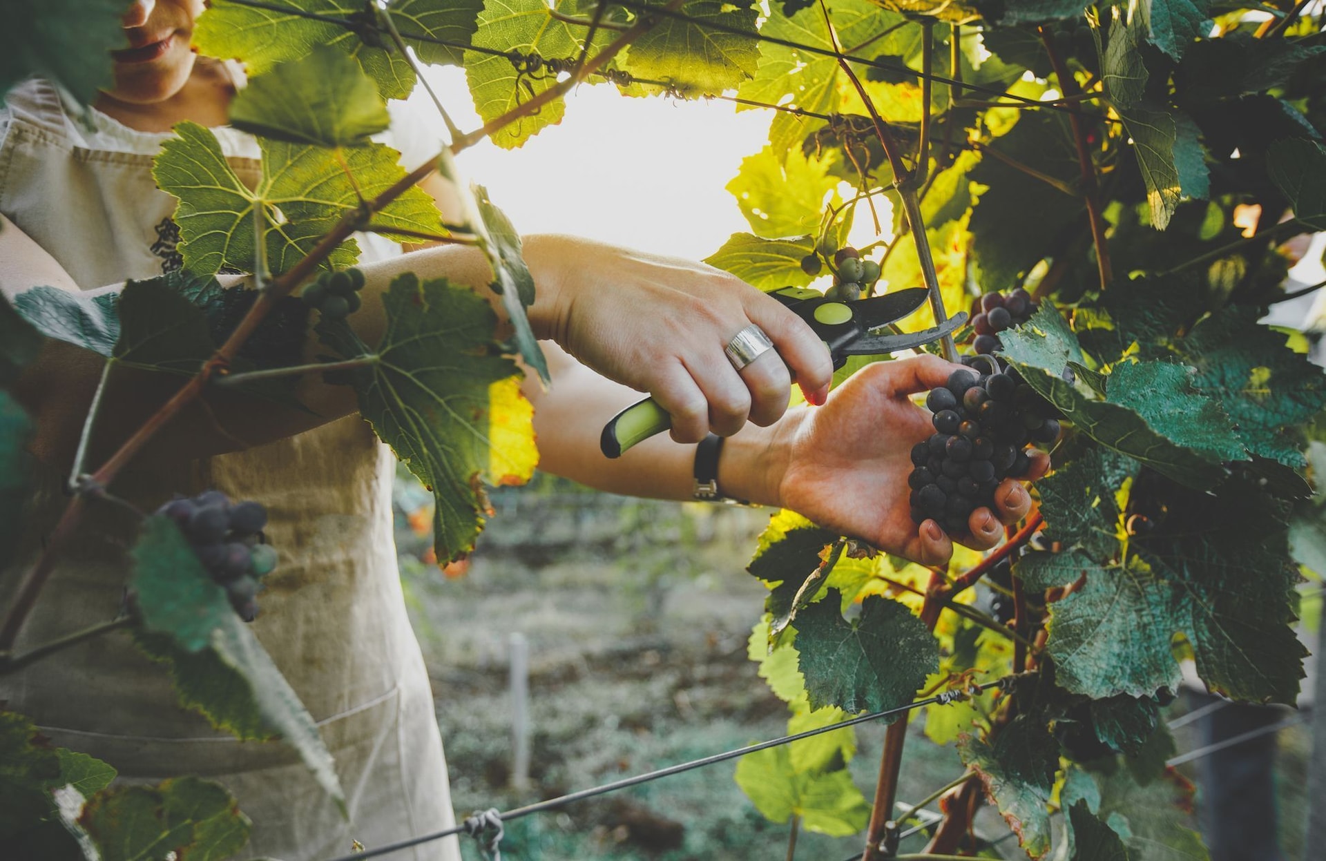 « C’est fou qu’on demande encore systématiquement à l’homme de goûter le vin ! »: rencontre avec les vigneronnes Maëlys Bourgoin et Marielle Cazaux