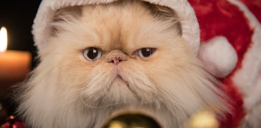 Offrir un animal à Noël est une très mauvaise idée