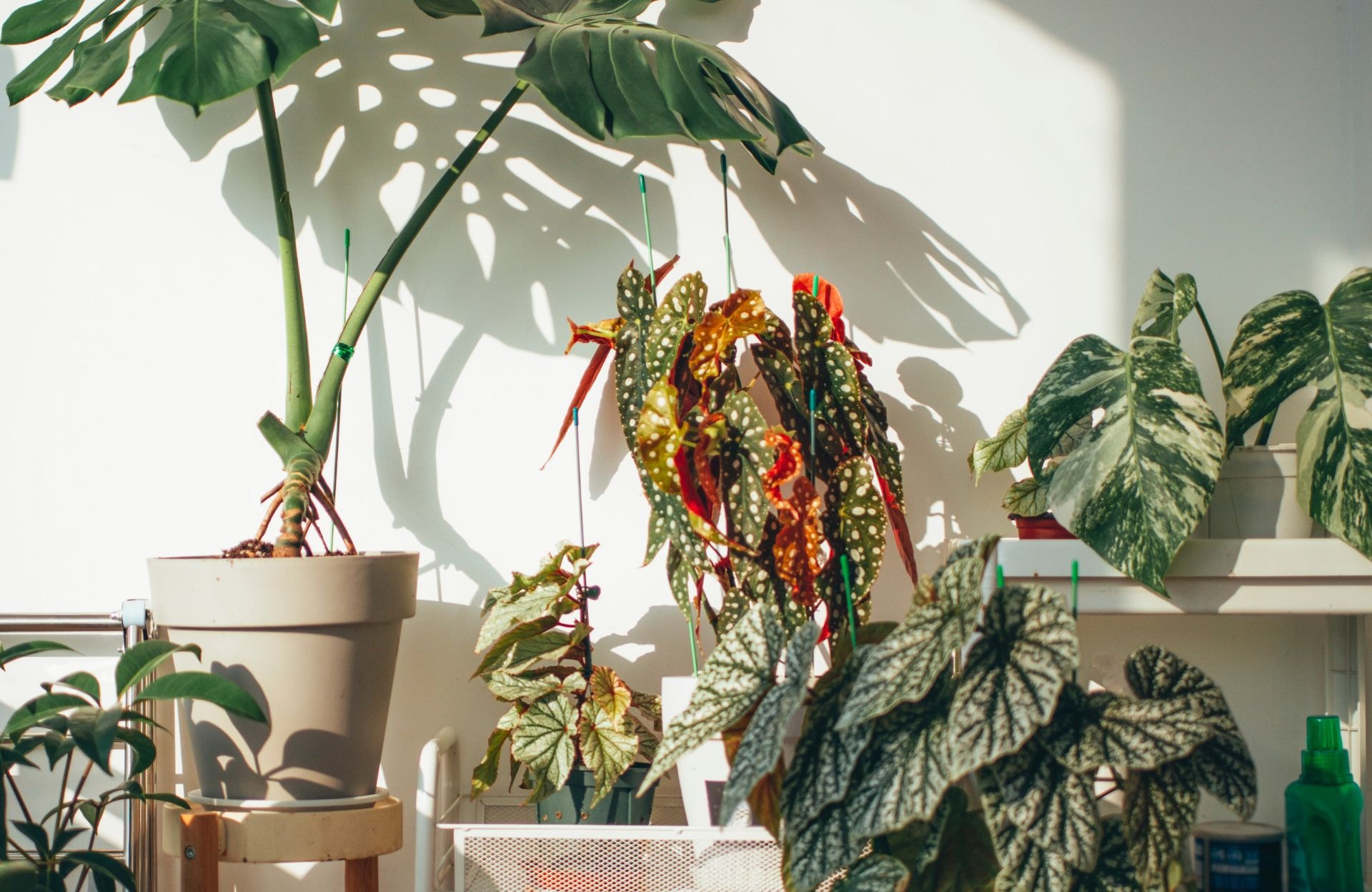 10 plantes increvables pour celles qui n’ont vraiment pas la main verte