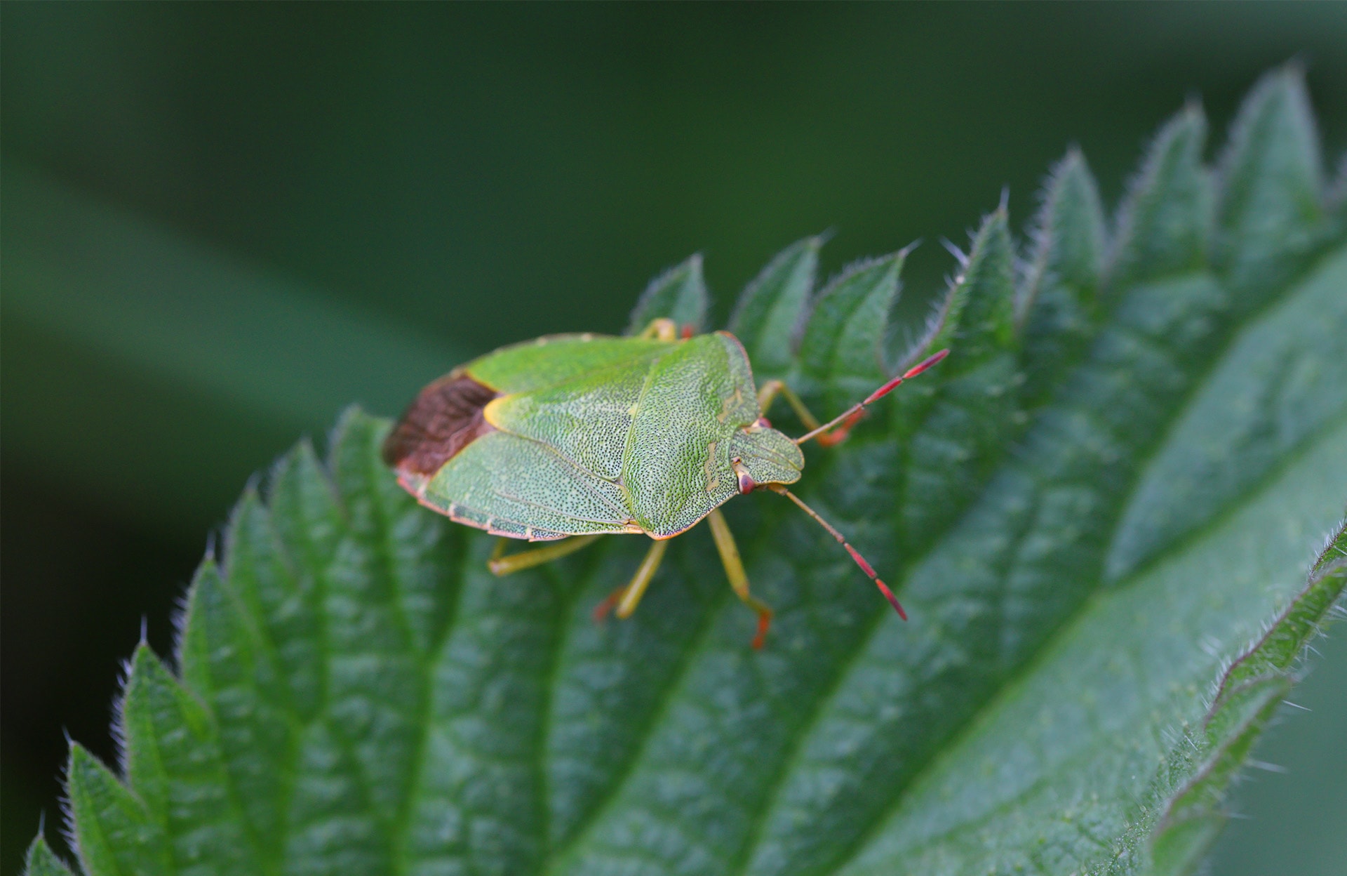 À la découverte des punaises de jardin