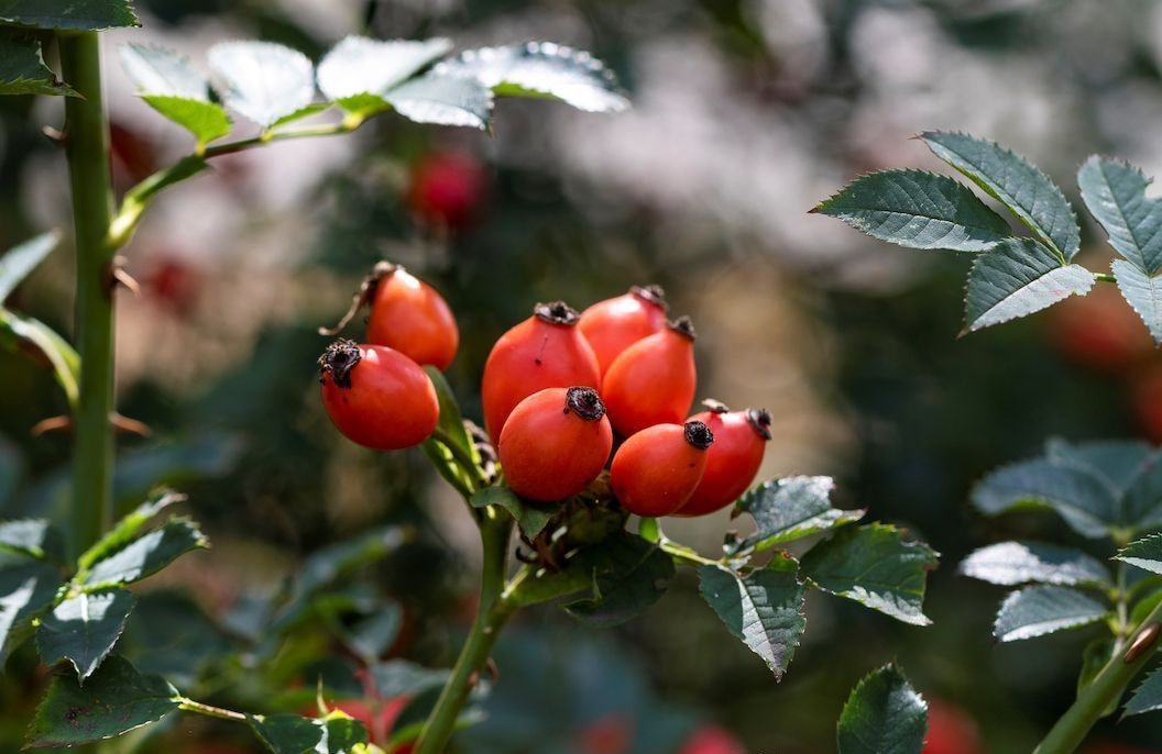 Cynorhodon : tout savoir sur ce fruit ultra-vitaminé qui pousse en France