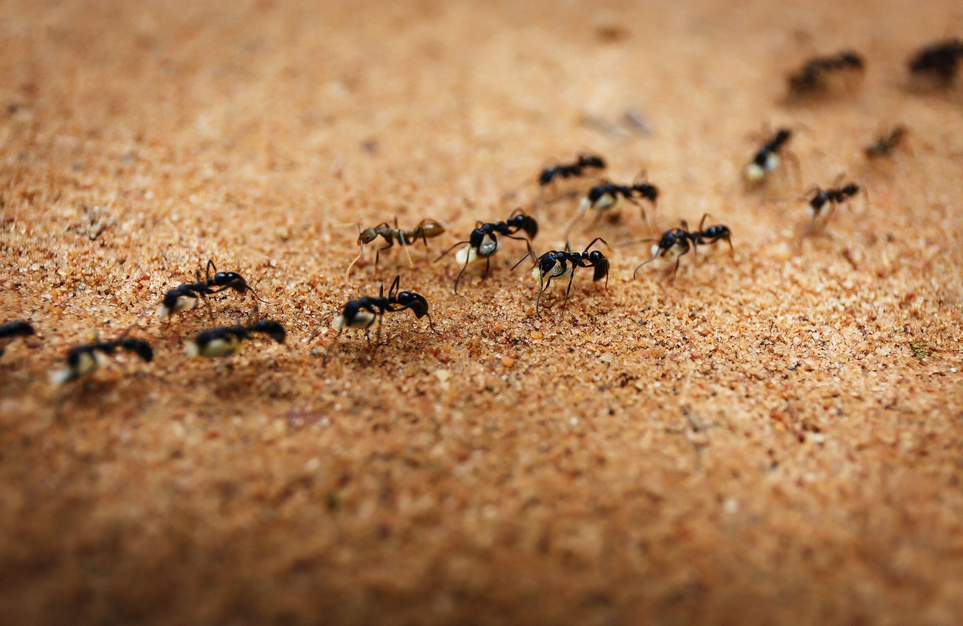 Face à la transition écologique, pourquoi souffrons-nous du « syndrome de la fourmi » ?