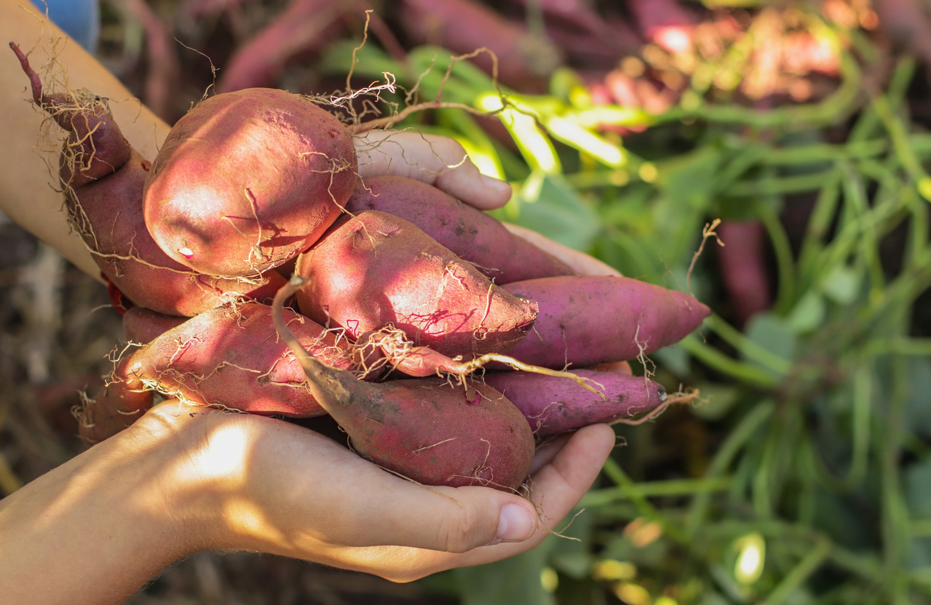 Patate douce, une plante aussi belle que gourmande