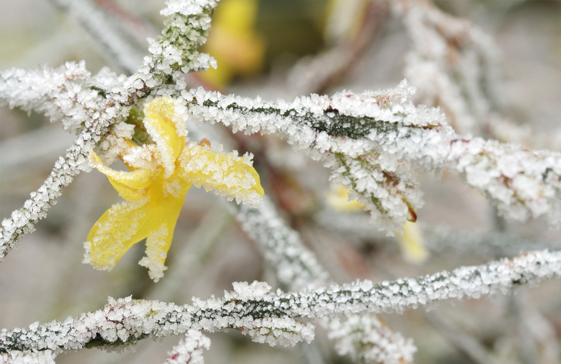 4 plantes grimpantes en fleurs en hiver