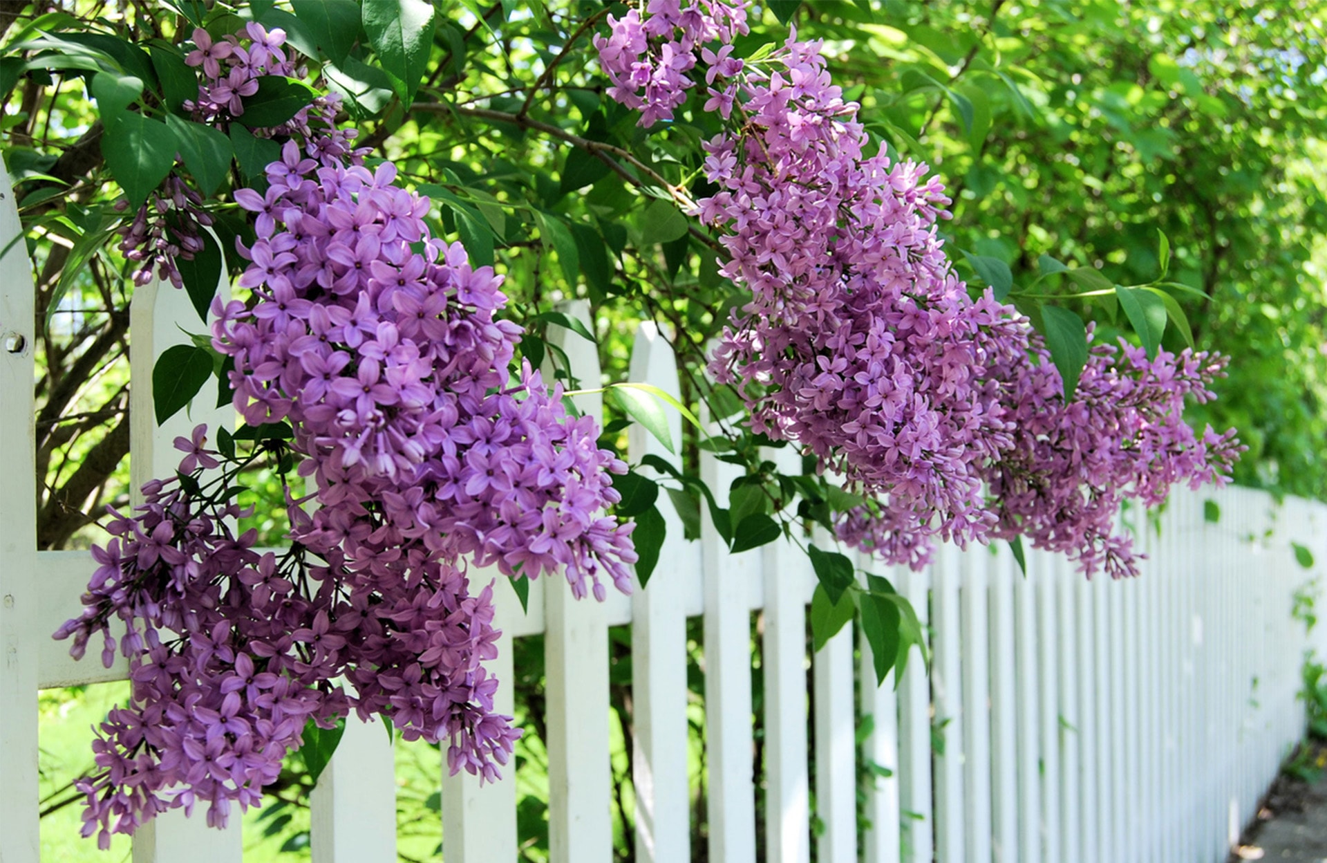 Cultiver le parfum printanier avec le lilas