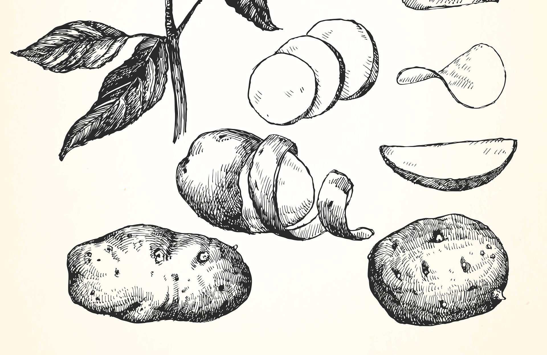 La pomme de terre est-elle un légume ou un féculent ?