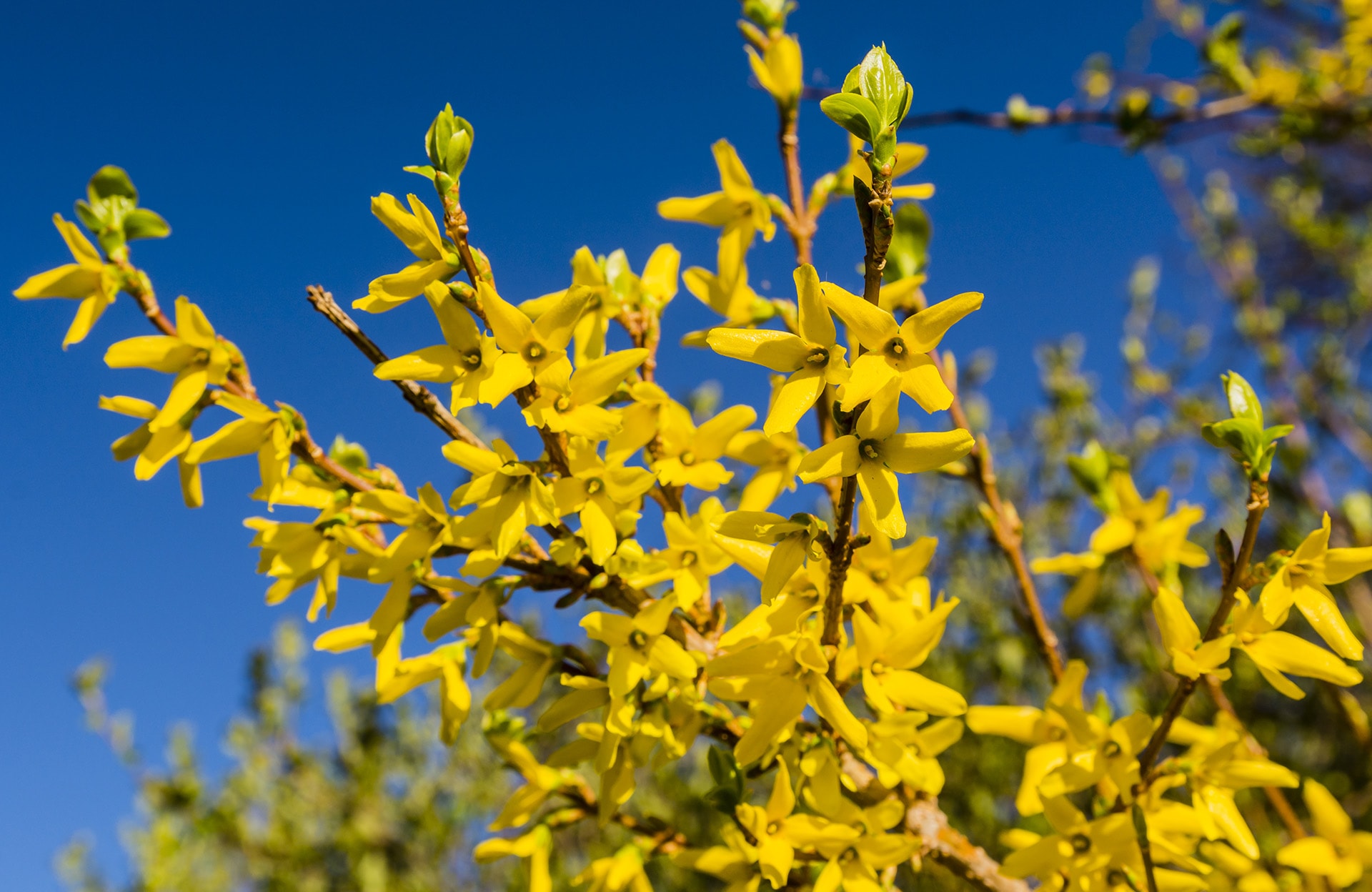 Le forsythia, arbuste annonciateur du printemps