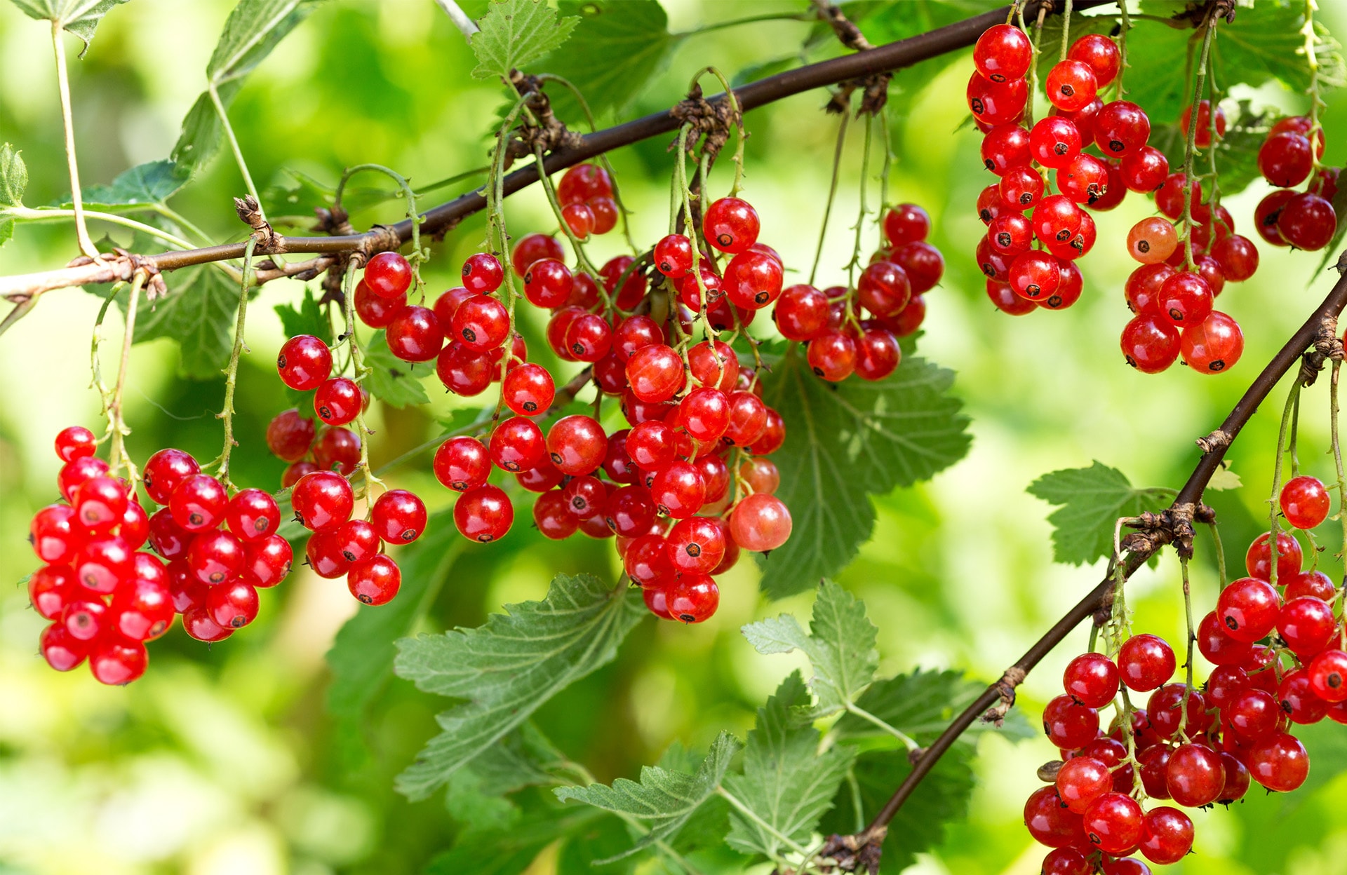 Les groseilles, des petits fruits acidulés